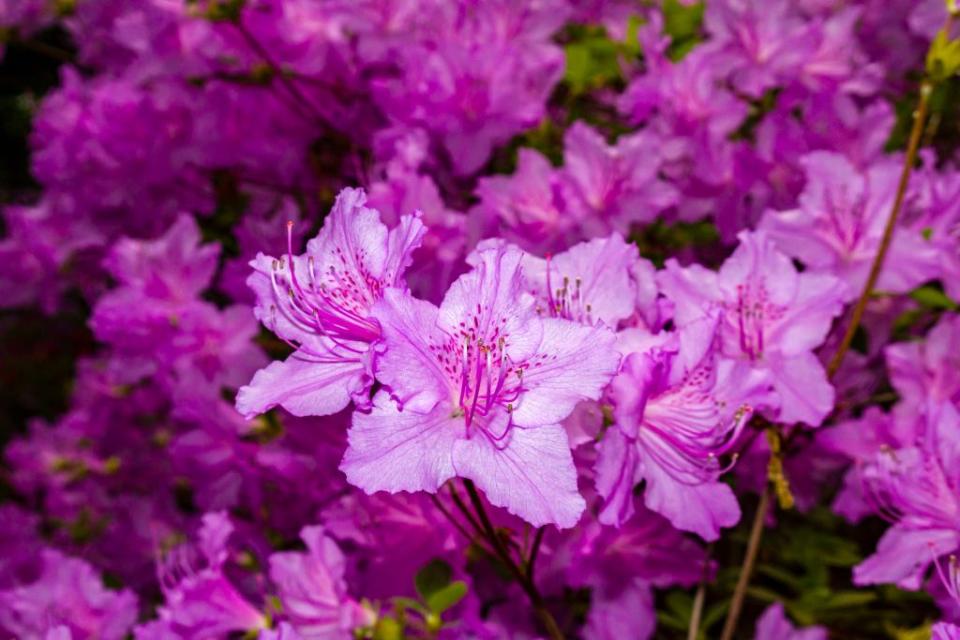 <p>The best time of year to plant an azalea bush is in the late spring or early fall. This rhododendron evergreen bush can take partial shade but shows off its flowers' riotous colors best in full sun. </p>