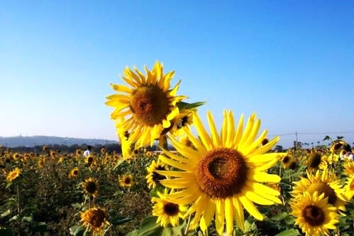 【賞花之旅】花現新社花海，體驗花間漫遊樂悠遊