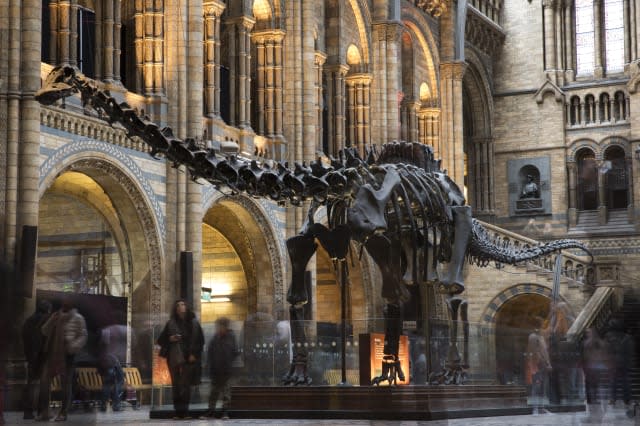 Last Day At The Museum For Dippy The Diplodicus