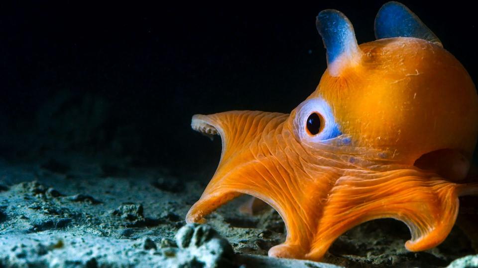 Fascinating footage from the oceans’ deepest reaches in the BBC’s Blue Planet II. (BBC)