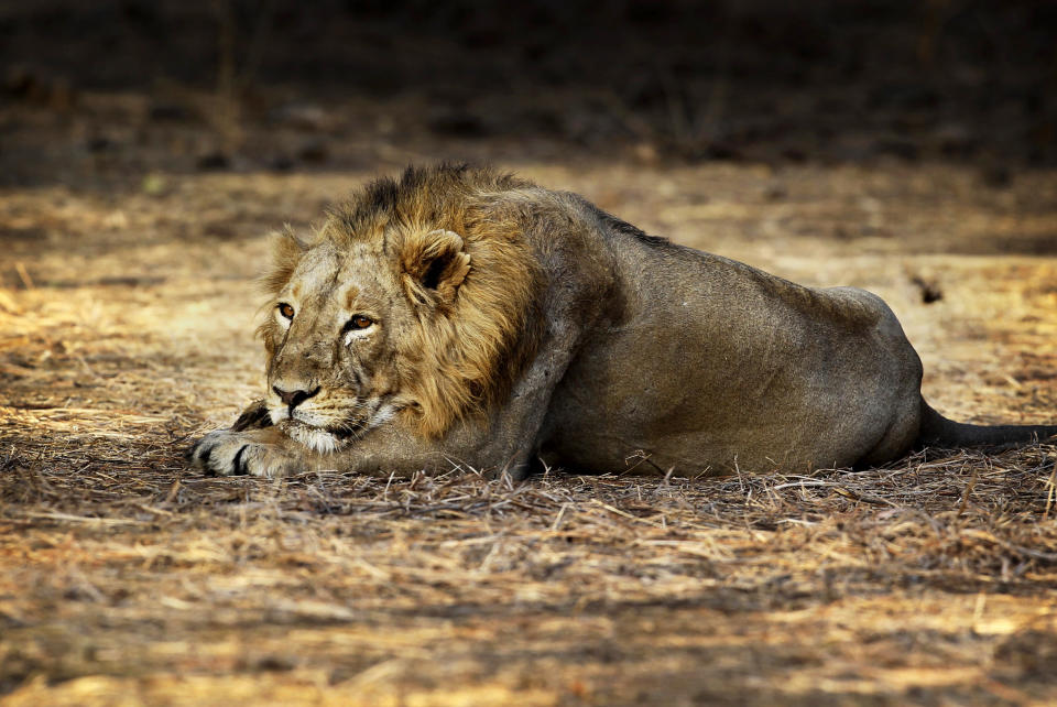 In this March 24, 2012 photo, a lion rests at the Gir Sanctuary in the western Indian state of Gujarat, India. Nurtured back to about 400 from less than 50 a century ago, these wild Asiatic lions are the last of a species that once roamed from Morocco and Greece to the eastern reaches of India. The subject of saving lions is an emotional one in India. The lion also holds iconic status in religions and cultures. The multi-armed Hindu warrior goddess Durga is traditionally shown with a lion as her mount. Four lions make the national emblem - symbolizing power, courage, pride and confidence. (AP Photo/Rajanish Kakade)