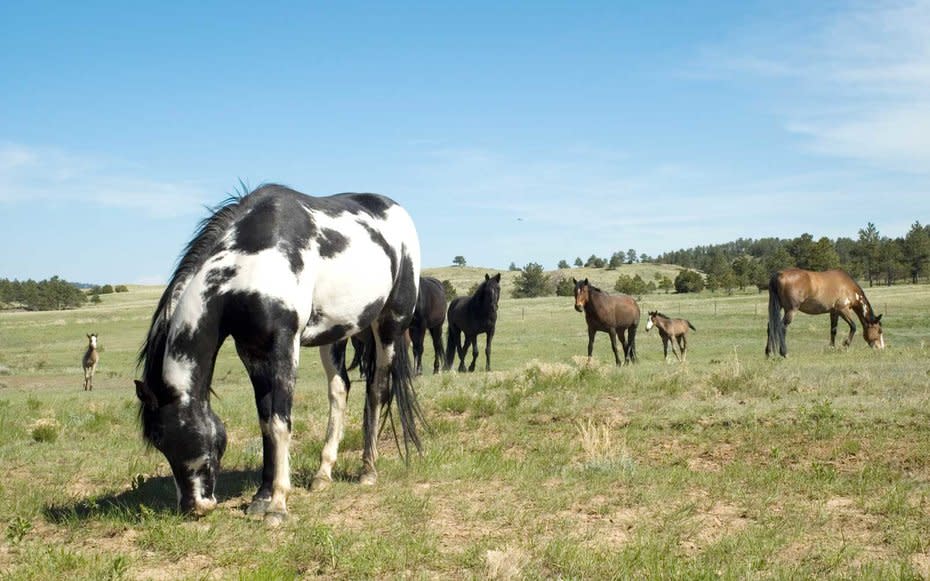 <p>If you love something, set it free. The Black Hills Wild Horse Sanctuary is a beautiful display of Americana at its finestrocky canyons, grassy plains and hundreds of wild mustangs charging through. The sanctuary offers tours of the land, in addition to overnight stays in cabins where guests wake up to the sounds of charging hooves in the morning. </p>