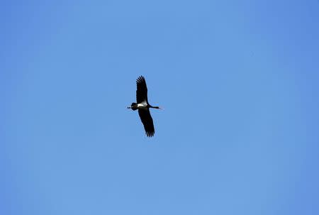 A black stork flies through the 30 km (19 miles) exclusion zone around the Chernobyl nuclear reactor near the abandoned village of Dronki, Belarus, April 2, 2016. REUTERS/Vasily Fedosenko