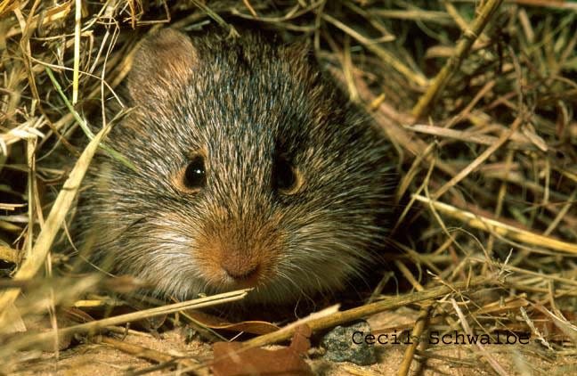 The cotton rat is one of the species devoured by Burmese pythons.