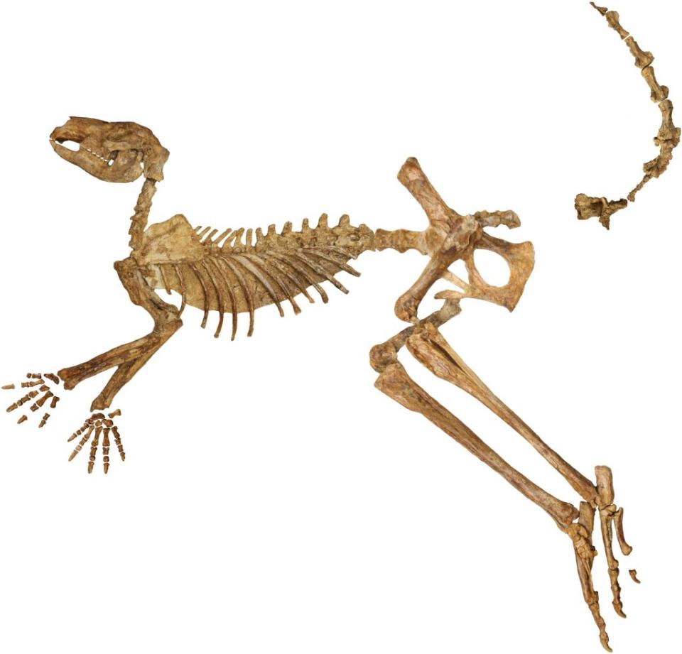 來自Callabonna湖的一具幾乎完整的已滅絕巨型袋鼠Protemnodon viator（暫譯：遊行者原始巨袋鼠）化石骨骼，僅缺少部分手、腳和尾巴的骨頭。圖片來源：Flinders大學