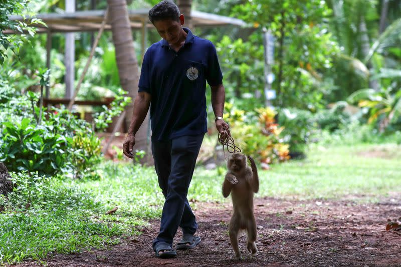 Nirun Wongwanich, 52, a monkey trainer, walks with a monkey during a training session at a monkey school for coconut harvest in Surat Thani province