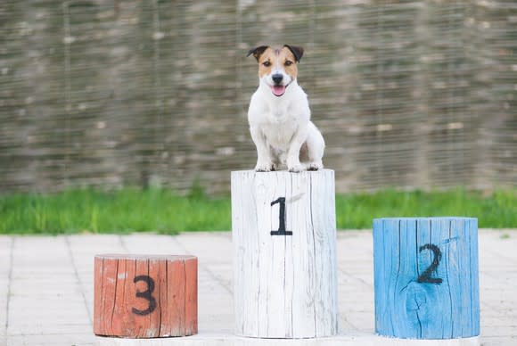 Happy dog on a first-place podium.