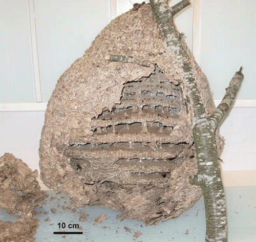 Nest made by the yellow-legged hornet.