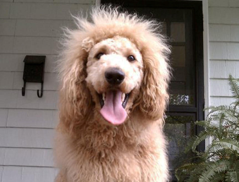 A 'lion' caused panic in Virginia, America when it was spotted loose on the streets. When police investigated it turned out to be 'Charles the Monarch' - a labradoodle whose fur had been shaved to look like a lion (SWNS)