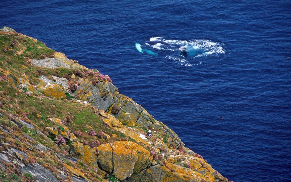 Μια καμπουροφάλαινα εθεάθη στο Sumburgh Head στα νησιά Shetland