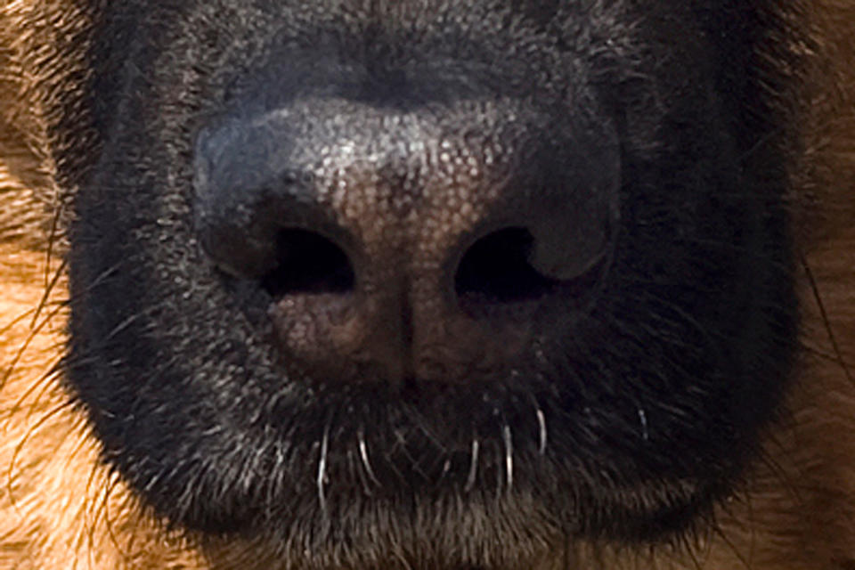 <p>What breed is the owner of this serious snout? </p>