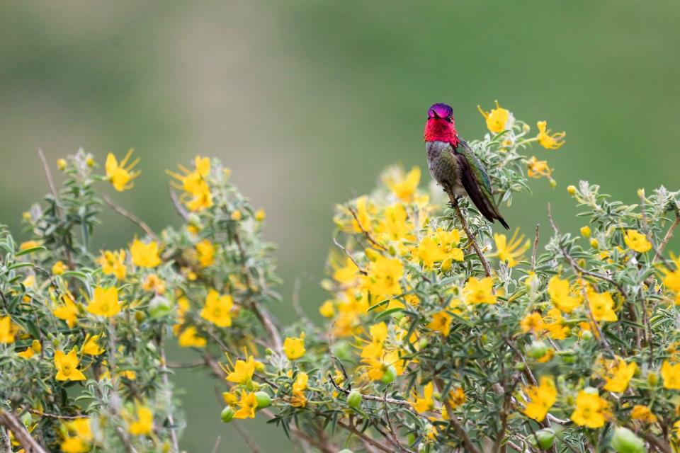 A red-headed hummingbird sits on a yellow-flowered shrub.