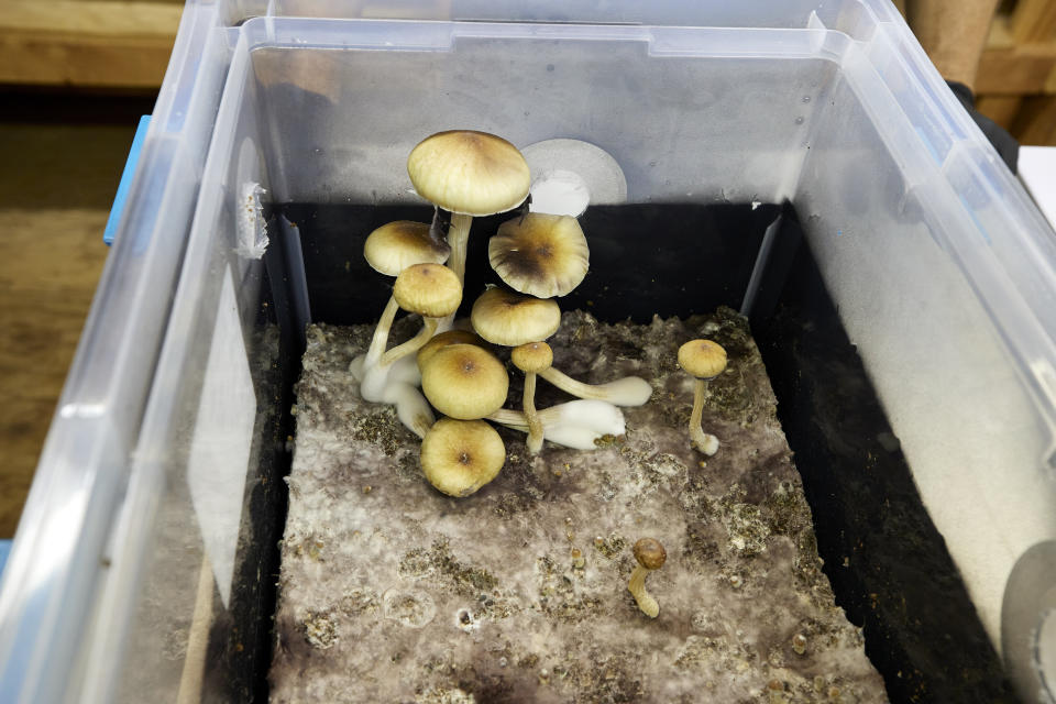 Psilocybin mushrooms are shown in a growing container before being removed and cut for distribution at Uptown Fungus in Springfield, Ore., Monday, Aug. 14, 2023. (AP Photo/Craig Mitchelldyer)