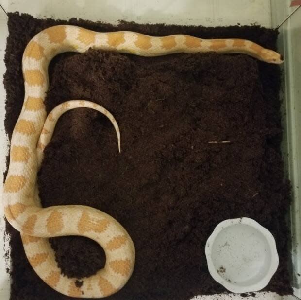 Mike Hathaway, who operates Mountain Man Mike's bus service, found this corn snake on one of his buses on Friday July 30, 2021. (Mike Hathaway - image credit)