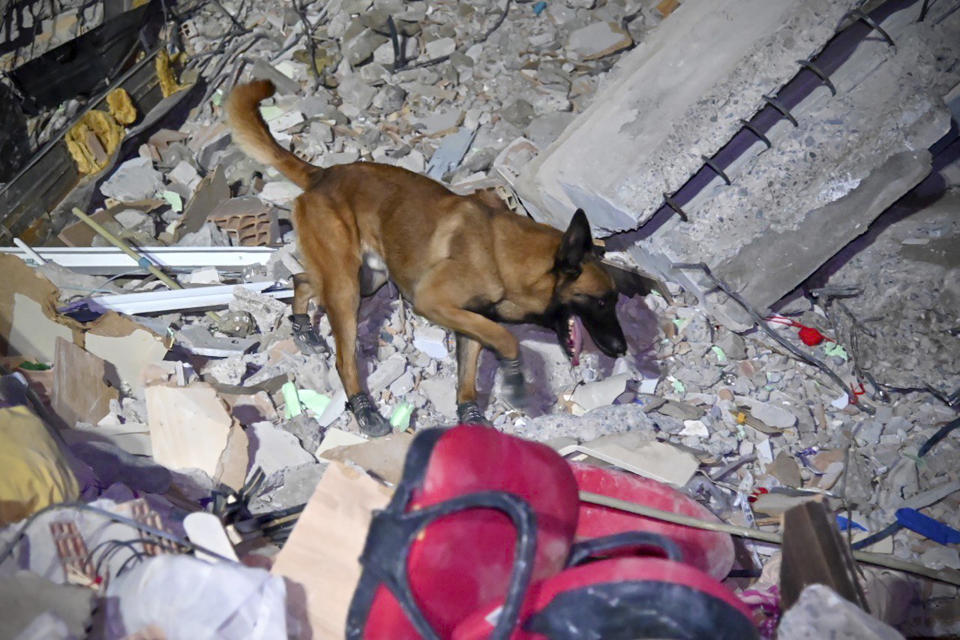 This photo provided Wednesday Feb.8, 2023 by the French Interior Ministry shows a French rescue dog in rubbles in the town of Osmaniye city southern Turkey, Tuesday, Feb. 7, 2023. A powerful earthquake hit southeast Turkey and Syria early Monday, toppling hundreds of buildings and killing and injuring thousands of people. (Ministere de l'Intérieur/Securité Civile via AP)