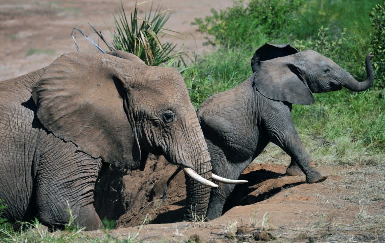 Up you go: Adult elephants are more likely to use names when addressing their young, the research found (CARL DE SOUZA)