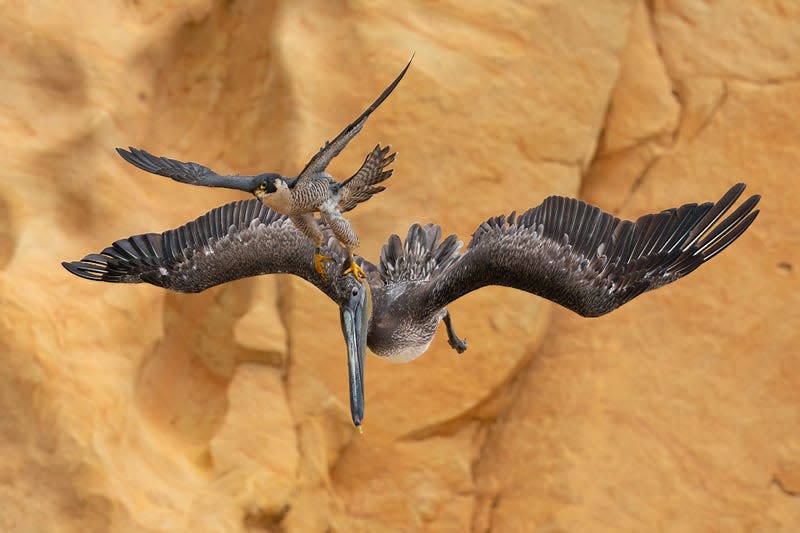 The overall winning image of a Peregrine falcon striking out at a brown pelican.