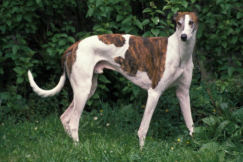 brindle and white greyhound against greenery