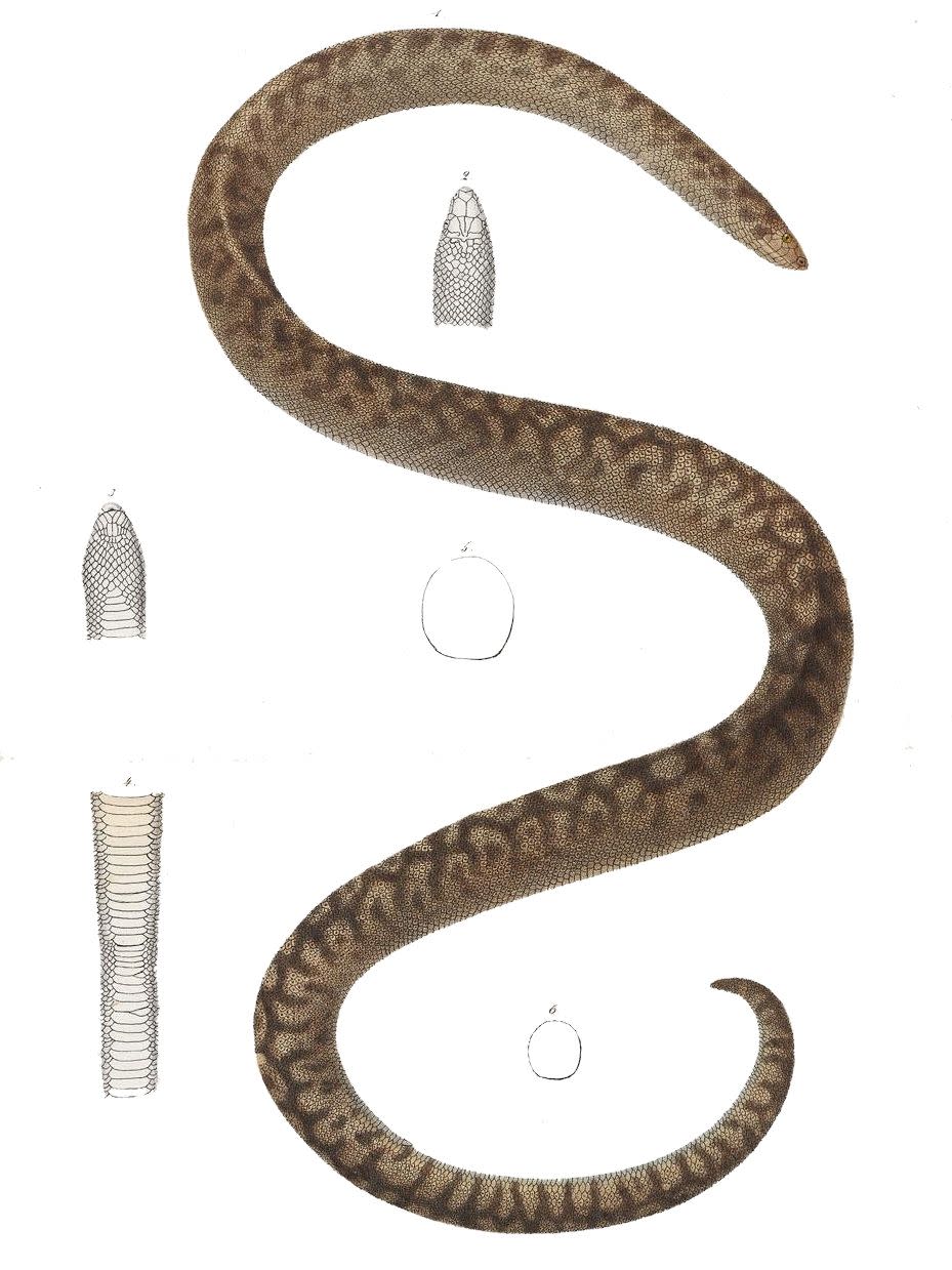 Round Island Burrowing Boa