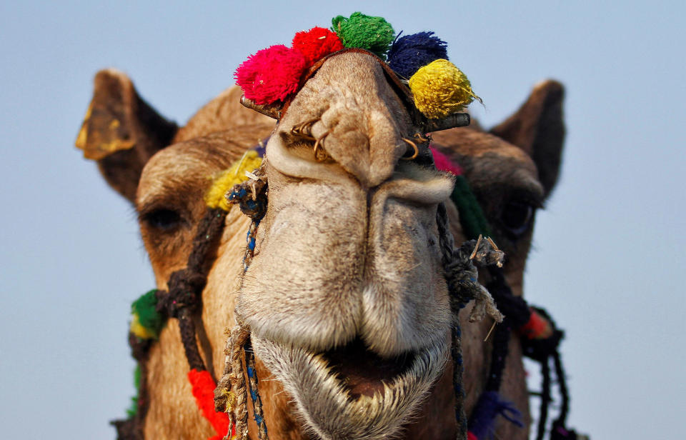 Camel in India