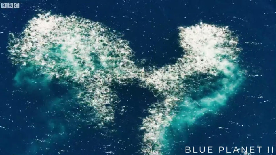 The ocean appears to boil in Blue Planet II. (BBC)