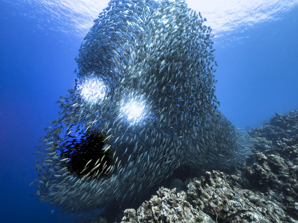 https://www.gettyimages.com/detail/photo/bait-ball-school-of-fish-in-turquoise-water-of-royalty-free-image/1295781625?phrase=Bait+ball%2C+school+of+fish+in+turquoise+water+of+coral+reef+in+Caribbean+Sea%2C+Curacao+with+backlight&adppopup=true