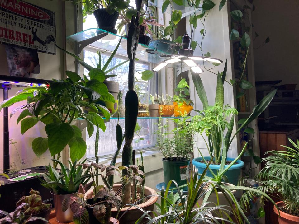 Ed LeBlanc's room at 233 High St. is full of plants, some of which he nursed back to health after they were left behind by previous tenants at the rooming house.