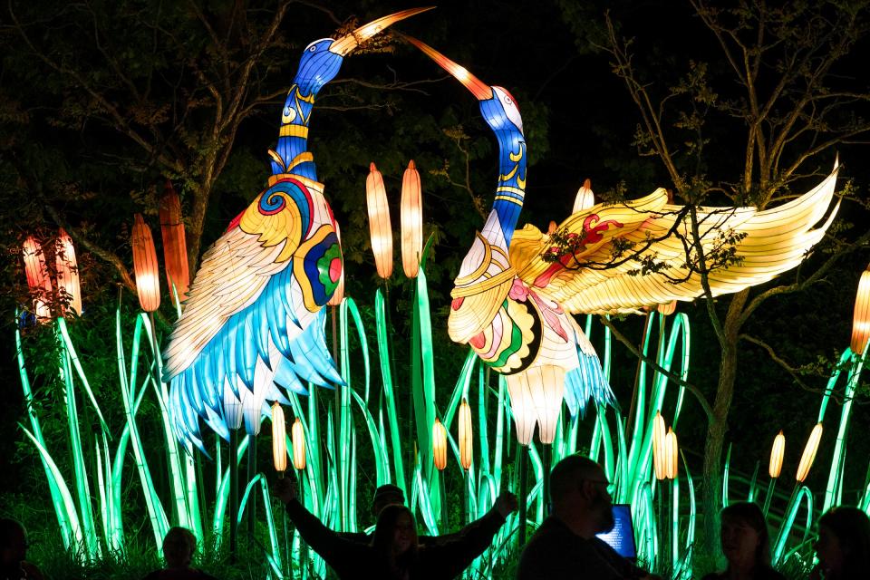 Colorful crane lanterns tower over visitors during the Grand Rapids Lantern Festival at the John Ball Zoo on Wednesday, May 8, 2024.