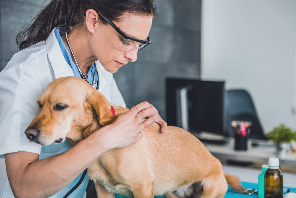 Veterinarians have raised the alarm over a mystery coughing illness on the rise in dogs across the US (Getty Images/iStockphoto)