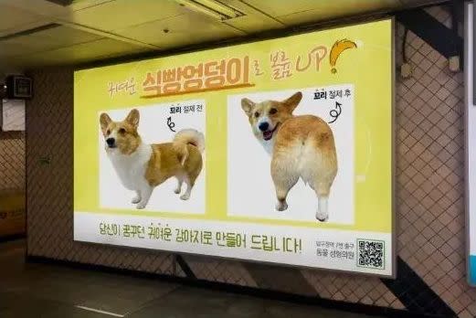 有網友發現南韓首爾地鐵內出現「寵物犬」的整形廣告。（翻攝自inven討論區）