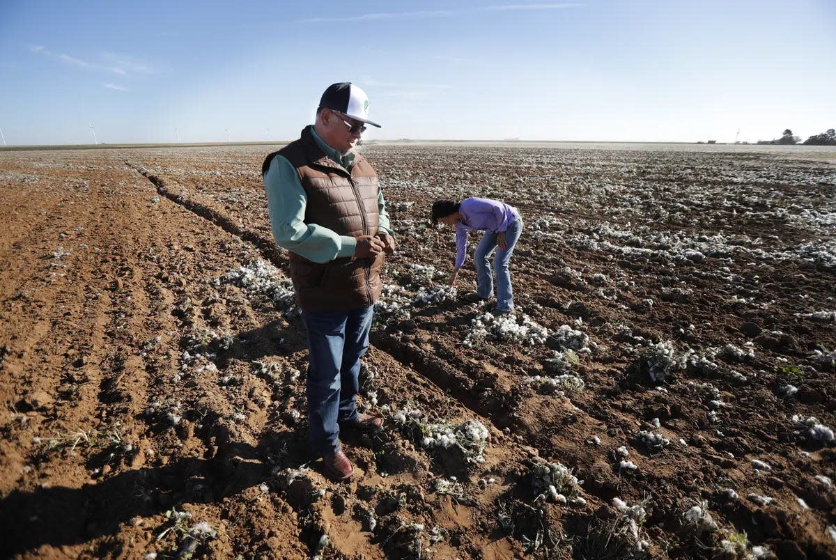 Arnaldo Serrato and his daughter Yuleida Serrato look over a failed cotton field that they had to plow because it was too dry. The Serrato family own and run their multi-generational family farm in and around Floydada, Texas,