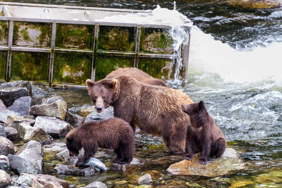 Brown bears in Alaska