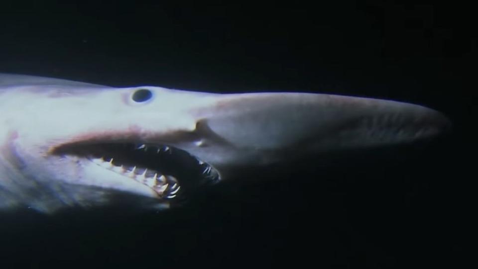 A goblin shark with a long flat nose