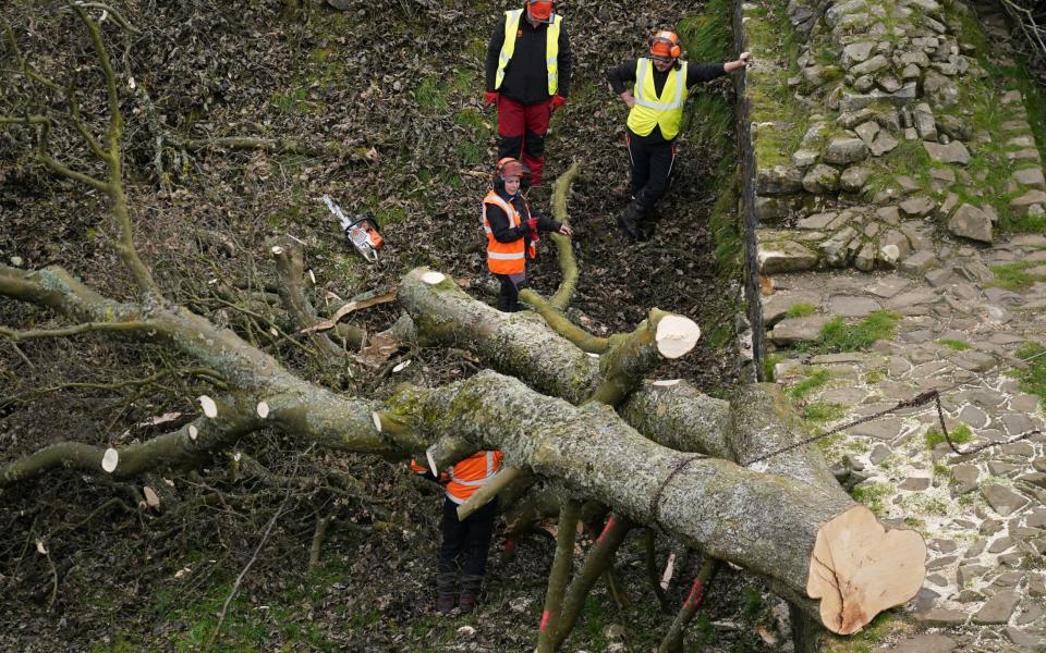 Workers remove the felled Sycamore Gap tree, on Hadrian's Wall in Northumberland