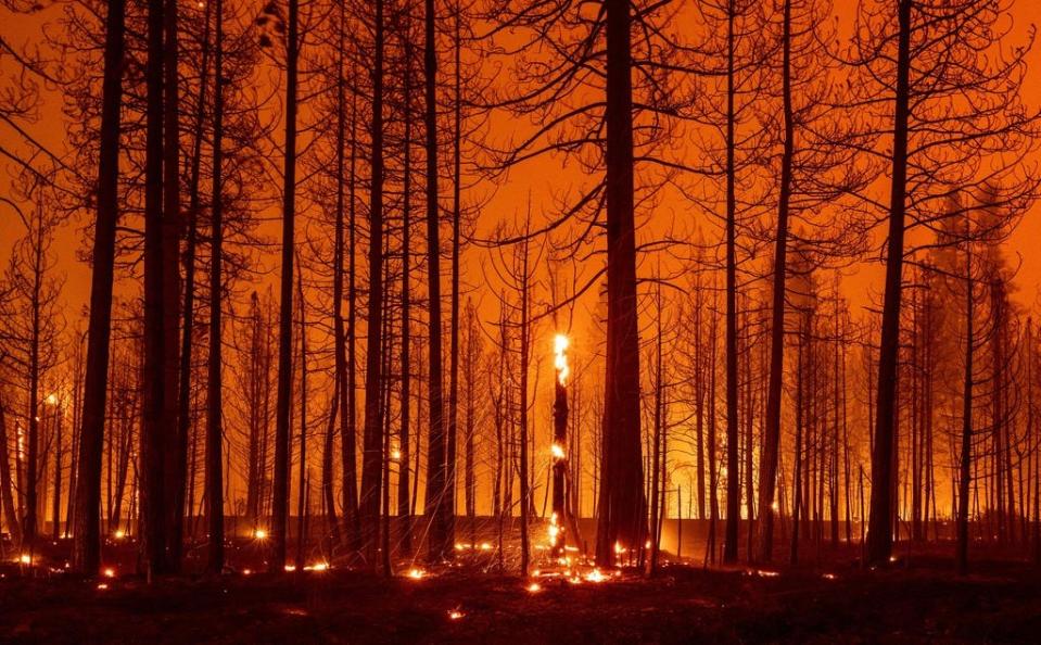 Trees burn during the Dixie Fire near Greenville, Calif., on Aug. 3.