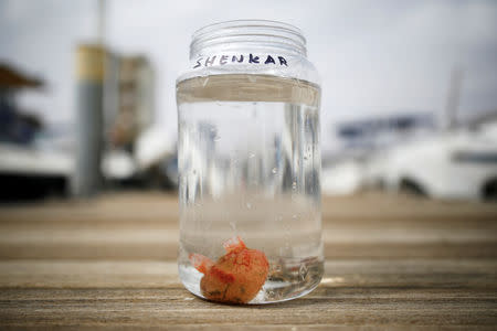FILE PHOTO: A sea squirt is seen in a glass container after it was removed from the Red Sea by Israeli researchers as part of research work an Israeli team is conducting in the Israeli resort city of Eilat February 7, 2019. REUTERS/Amir Cohen