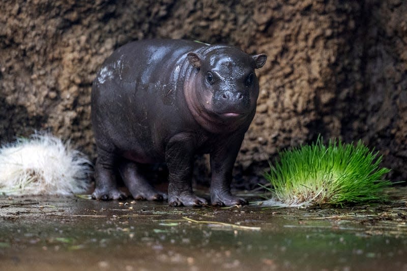 The eyes of pygmy hippos are more on the side, rather than the front as they are with common hippos.