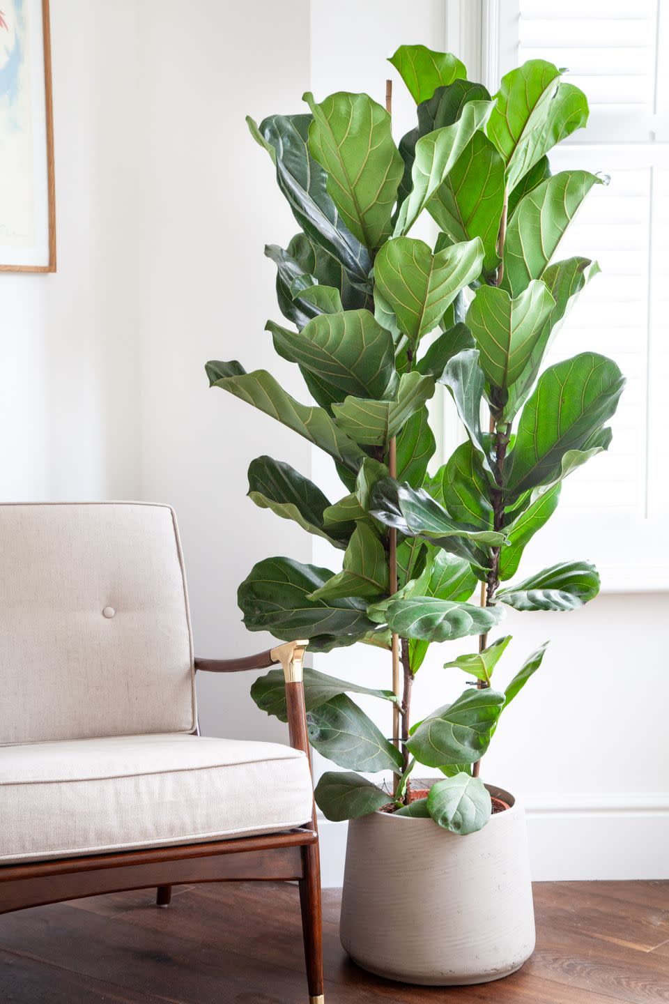 large rubber plant in bedroom