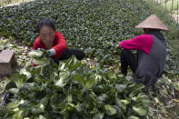 In this April 6, 2020, photo, Dong Yumei, left, harvests vegetables for volunteers in the Huangpi district of Wuhan in central China's Hubei province. Farmers spoke to the Associated Press as the city of Wuhan eases travel restrictions after claiming to have successfully halted an historic coronavirus outbreak that has since become a global pandemic. Many like Guo hope for more government support like subsidies or relief on greenhouse rents. (AP Photo/Ng Han Guan)