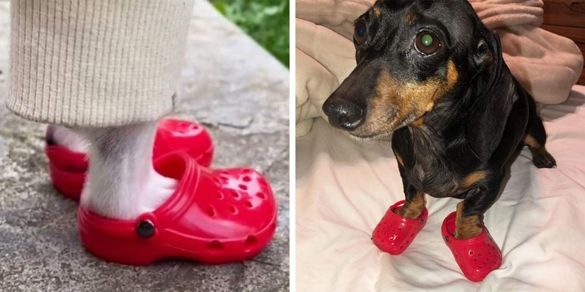 You Can Get Your Dog a Pair of Mini Crocs to Take the Cuteness Up