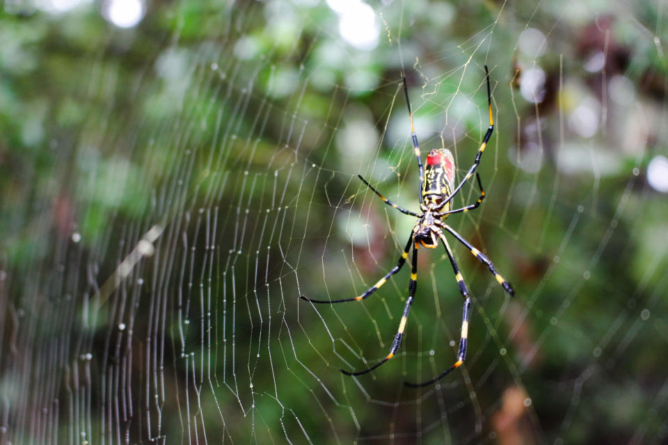 A female Joro spider is shown in Winterville, Georgia. The invasive spider is harmless to humans, and researchers are examining their impact on local ecology.