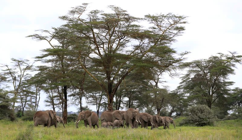 Elephants are seen within the Kimana Sanctuary within the Amboseli ecosystem in Kimana