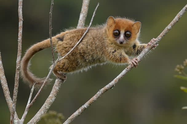 PHOTO: A Brown Mouse Lemur is seen in Ranomafana National Park, Madagascar. (Chien C. Lee/Chien Lee Photography)