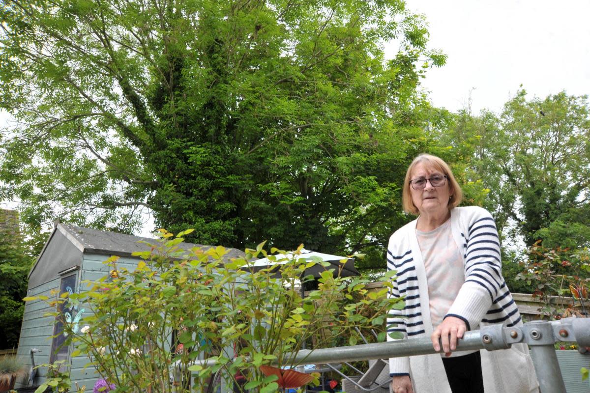 Jean Ramsdale is has been afraid huge trees near her house could one day fall <i>(Image: Dave Cox)</i>