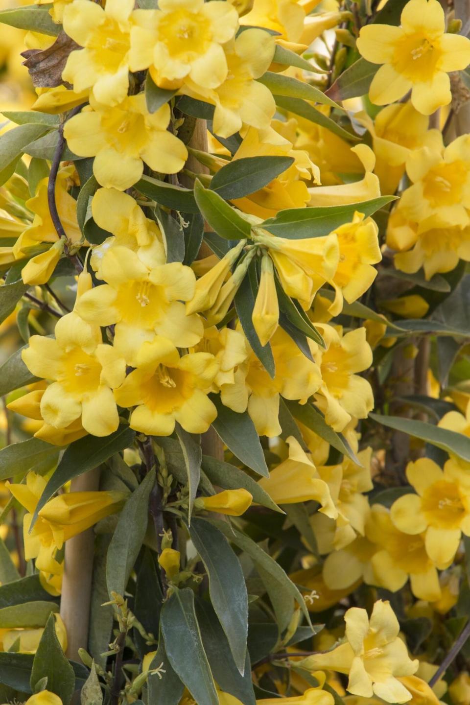 Carolina Jessamina Yellow Flowering Vine