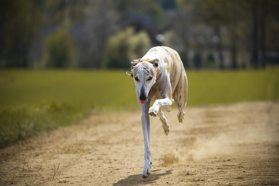 This is the only greyhound that won't get stuck in two hours of traffic between New Jersey and the Delaware Water Gap.