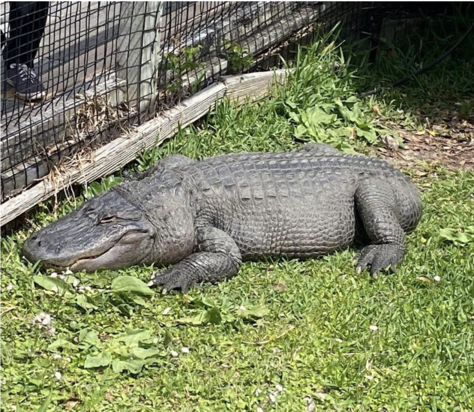 An alligator with no tail