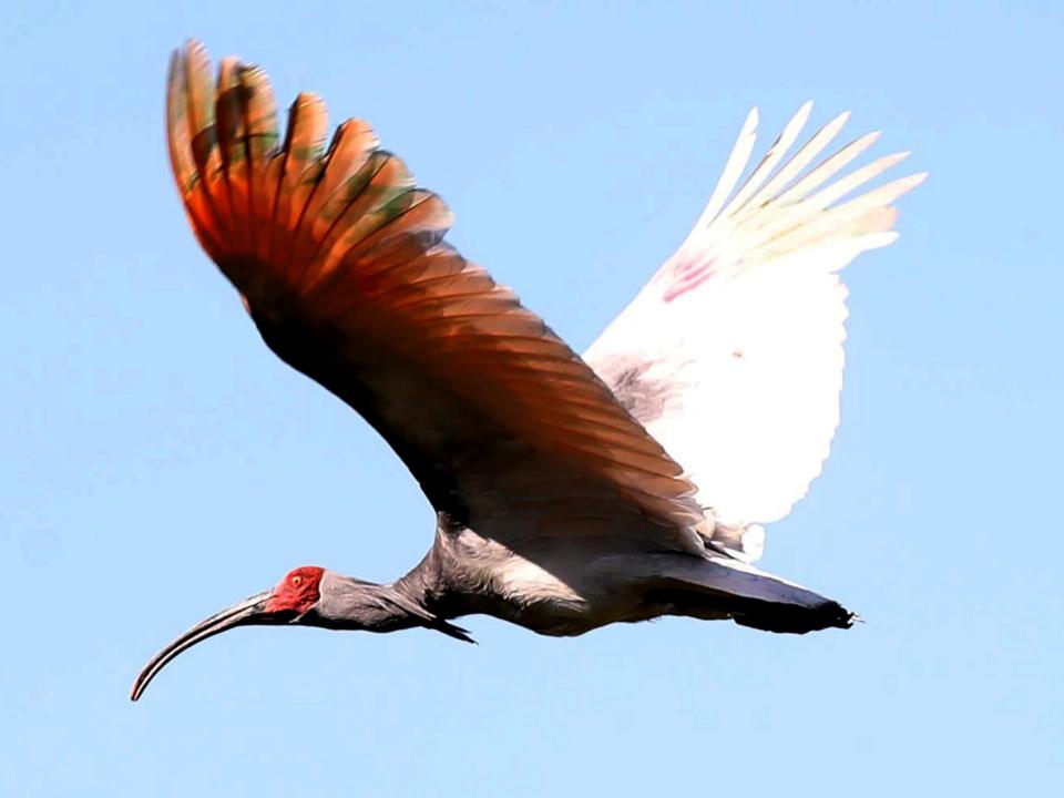 The endangered crested ibis has reportedly been reintroduced to South Korea 40 years after it went extinct in the Asian country. Forty of the rare wading birds were bred in captivity before being released into the wild at Upo Wetland in South Gyeongsang province, southeast of Seoul, the Yonhap news agency reported. The last time a crested ibis was spotted on the Korean peninsula is believed to have been in 1979 when it was spotted in the demilitarised zone separating the south from North Korea.The bird used to be a common sight until pesticide use reportedly damaged its food sources. A designated national monument in South Korea, it is also seen in China and Japan.The captive population in South Korea has now reached 363, according to the Agence France-Presse news agency.The breeding programme began with a birds donated by Beijing.In South Korea the crested ibis is linked to an eponymous popular children’s song, composed when Japan ruled the country.