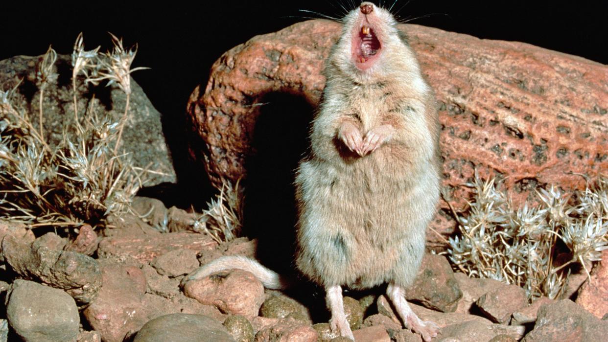  Southern grasshopper mouse standing on its back legs howling to the dark sky. 