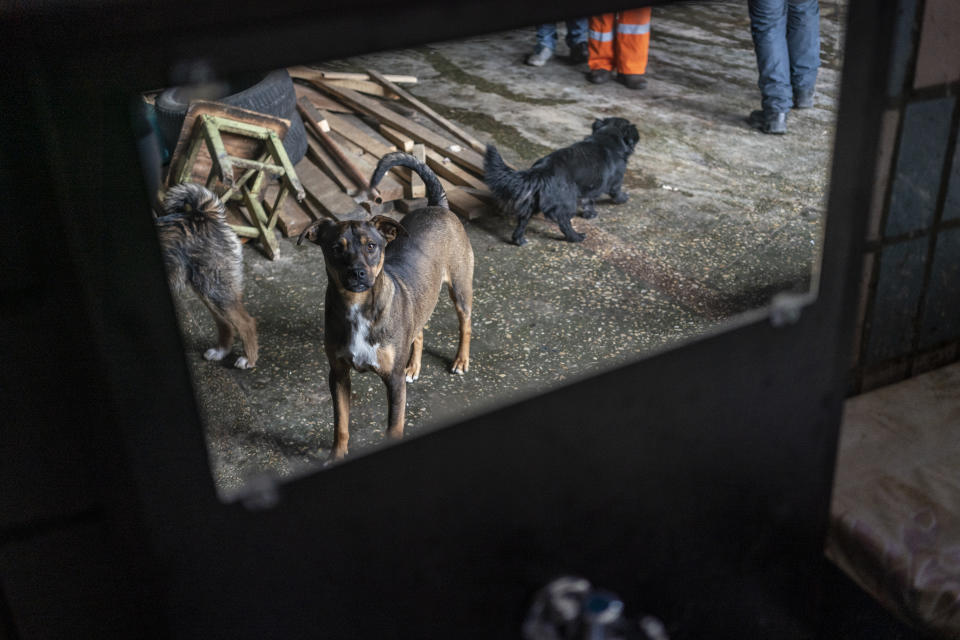 Dogs at an animal shelter walk near scrap wood.